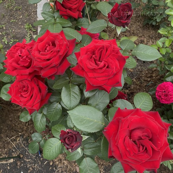 превью изображения отзыва