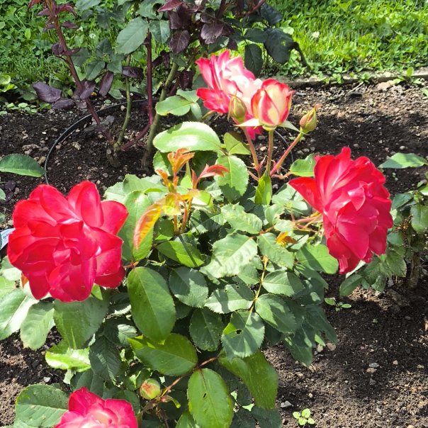 превью изображения отзыва