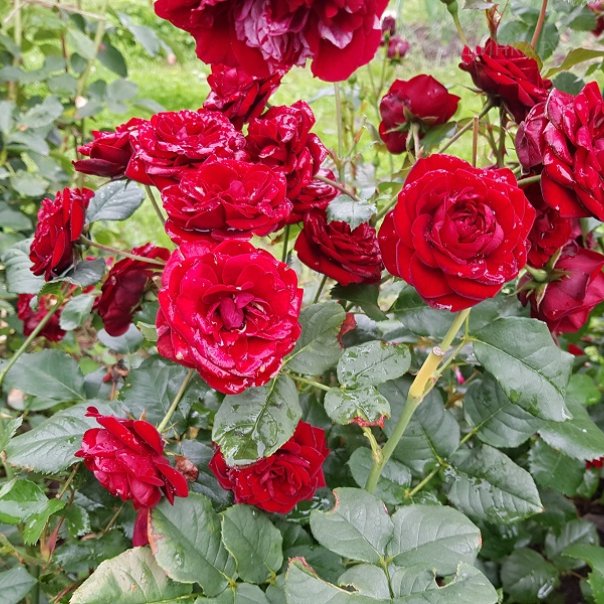 превью изображения отзыва