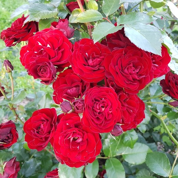 превью изображения отзыва