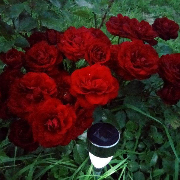 превью изображения отзыва