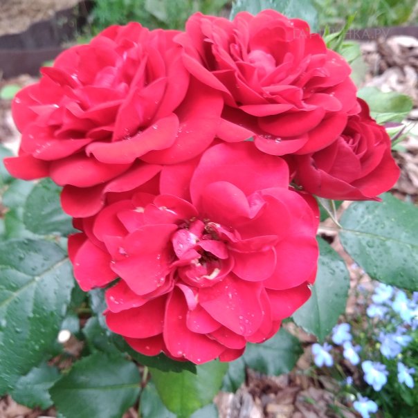 превью изображения отзыва