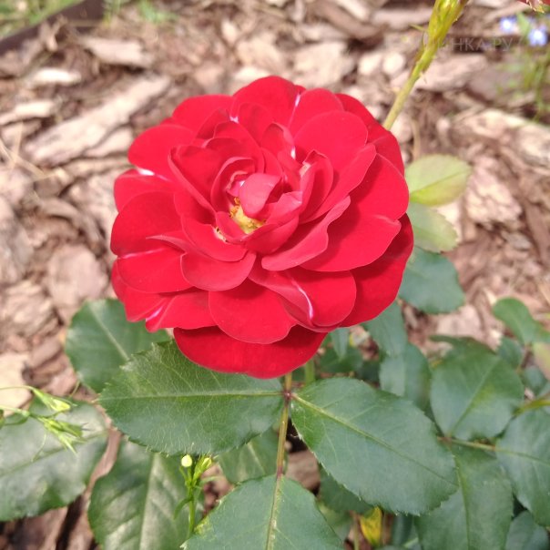 превью изображения отзыва