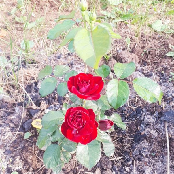 превью изображения отзыва