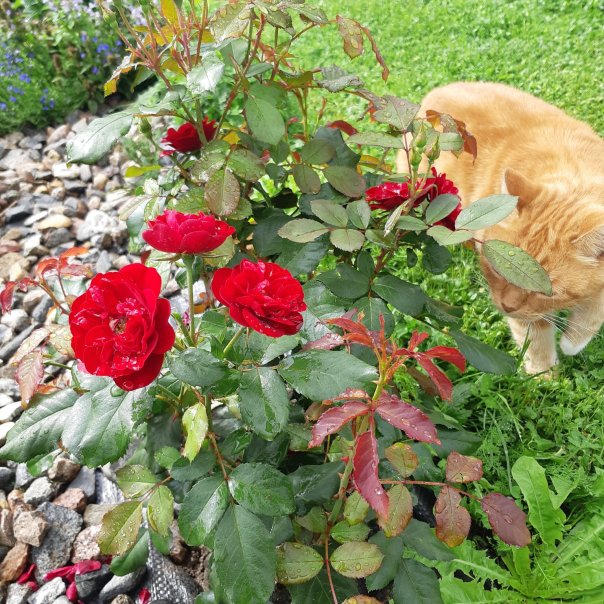 превью изображения отзыва