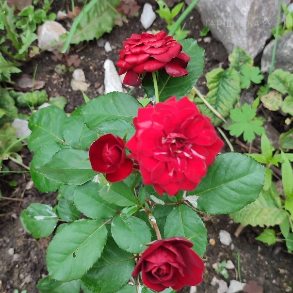 превью изображения отзыва