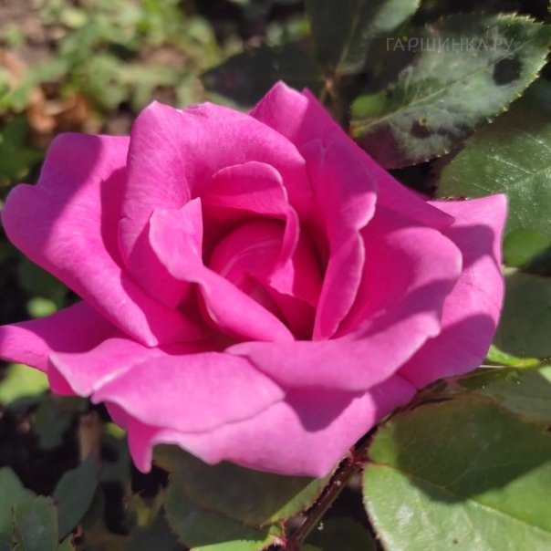 превью изображения отзыва