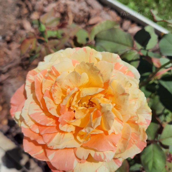 превью изображения отзыва