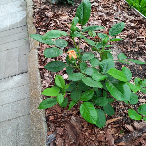 превью изображения отзыва