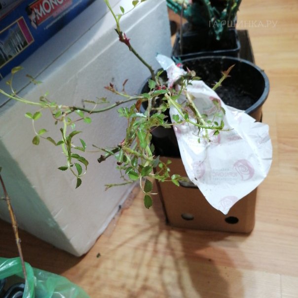 превью изображения отзыва