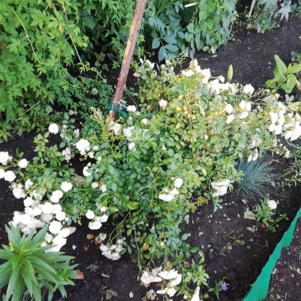 превью изображения отзыва