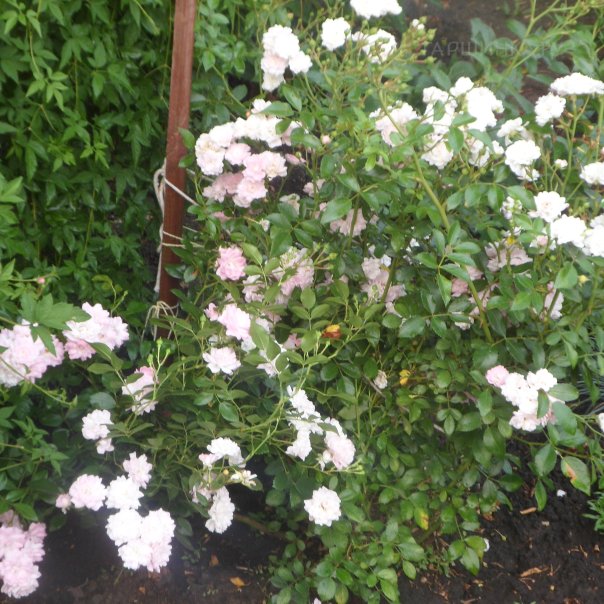 превью изображения отзыва