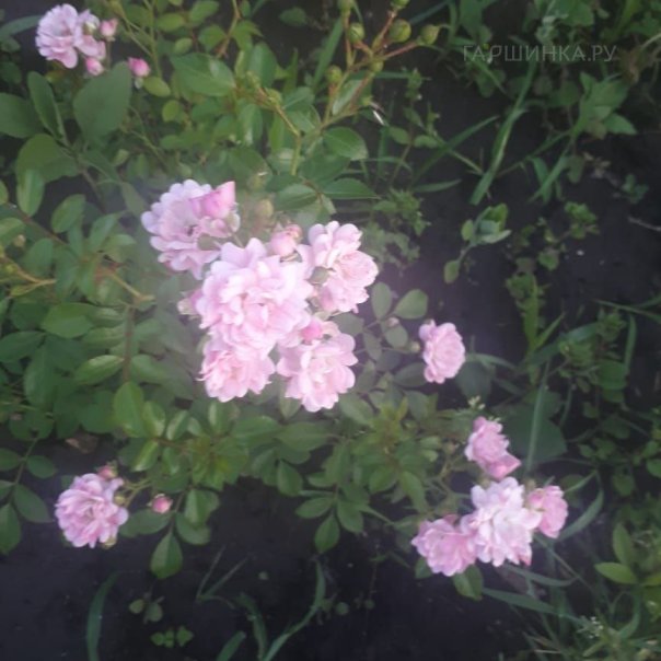 превью изображения отзыва