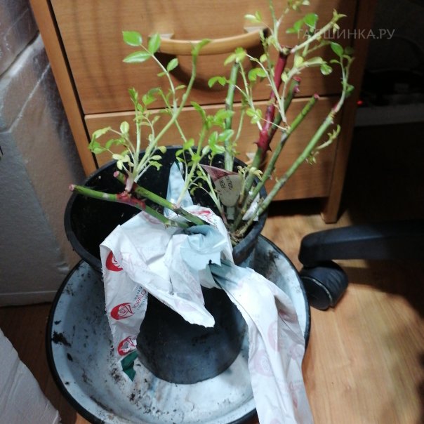 превью изображения отзыва