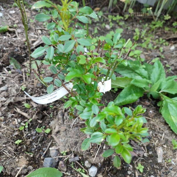 превью изображения отзыва