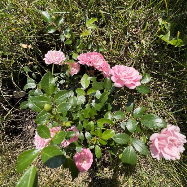 превью изображения отзыва