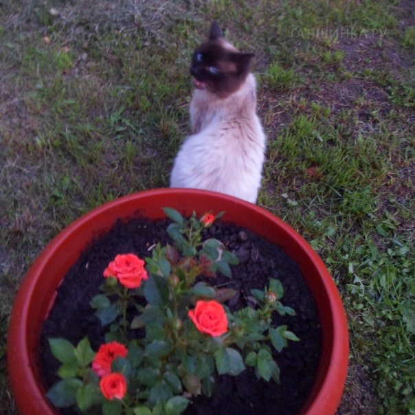 превью изображения отзыва