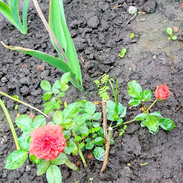 превью изображения отзыва