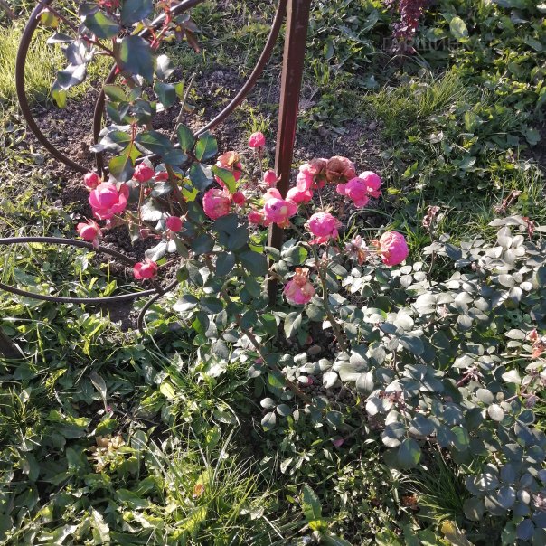 превью изображения отзыва