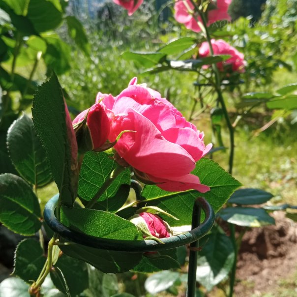 превью изображения отзыва