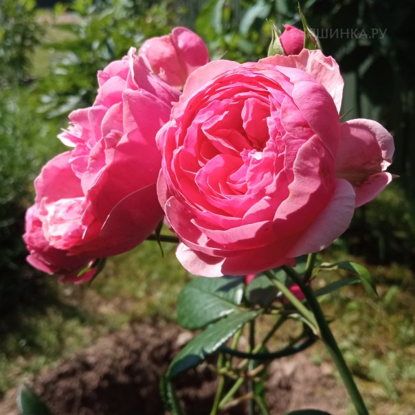 превью изображения отзыва