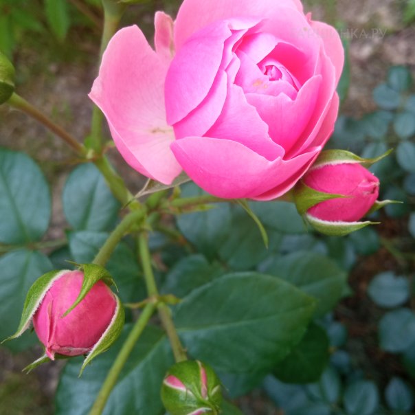 превью изображения отзыва