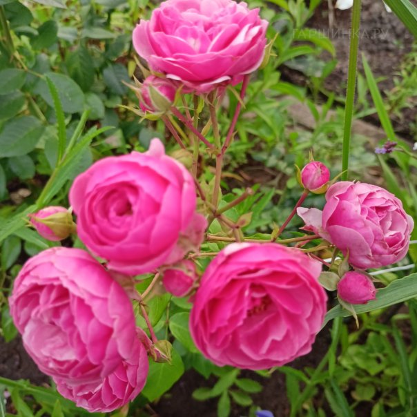 превью изображения отзыва