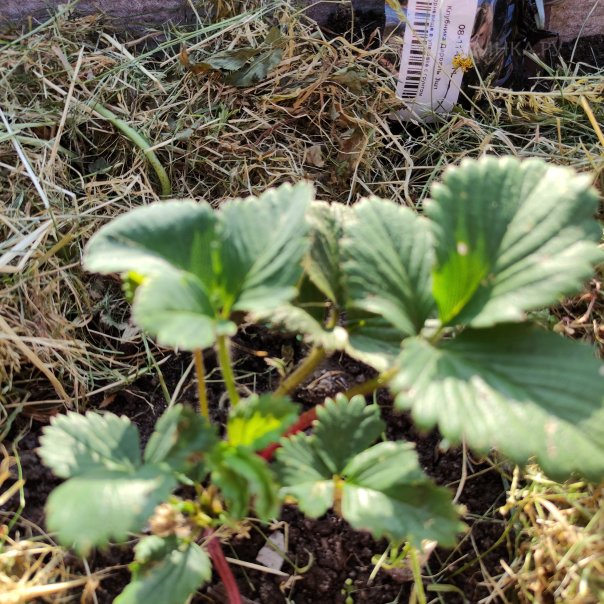 превью изображения отзыва