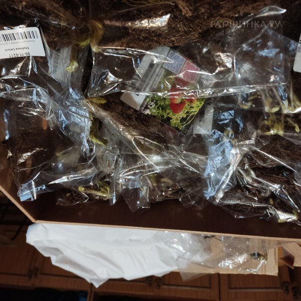 превью изображения отзыва