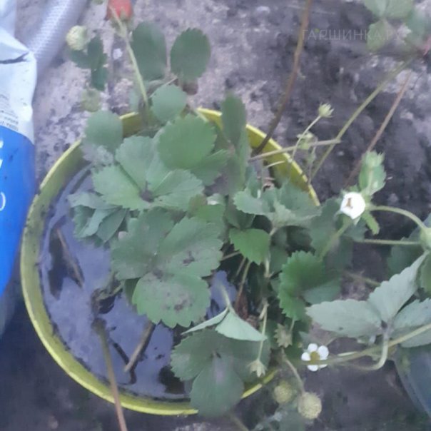 превью изображения отзыва