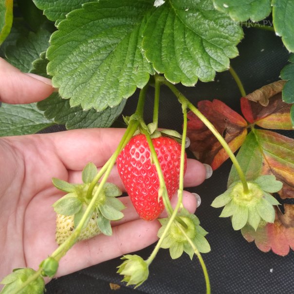 превью изображения отзыва