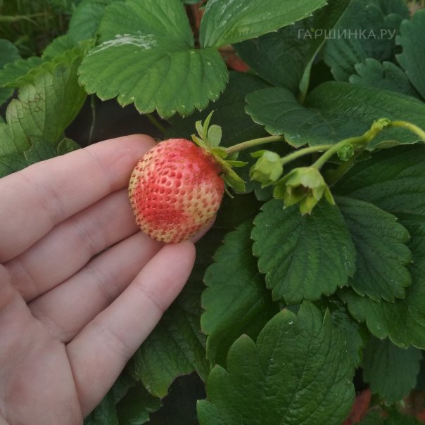 превью изображения отзыва
