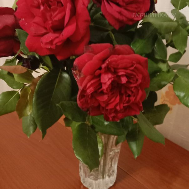 превью изображения отзыва