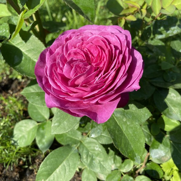 превью изображения отзыва