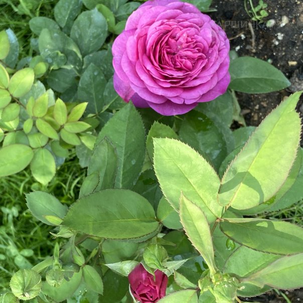 превью изображения отзыва