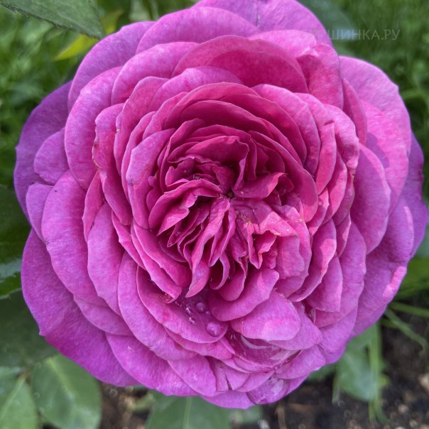 превью изображения отзыва