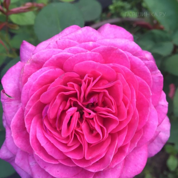 превью изображения отзыва