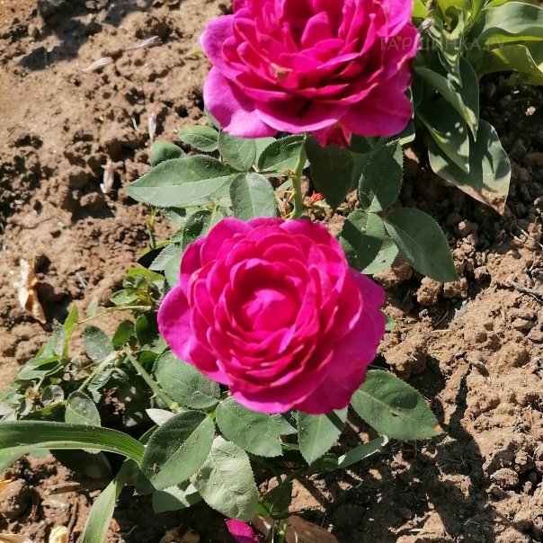 превью изображения отзыва