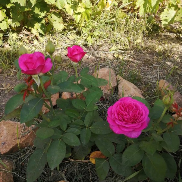 превью изображения отзыва