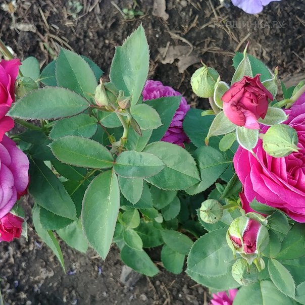 превью изображения отзыва