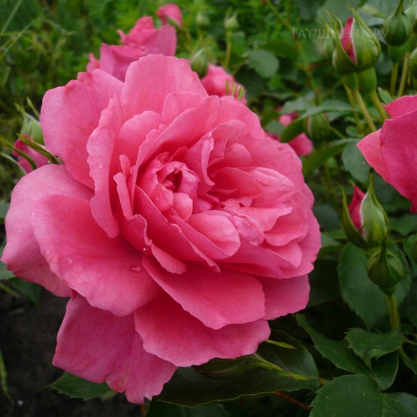 превью изображения отзыва