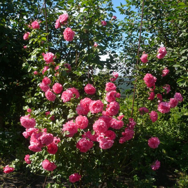 превью изображения отзыва