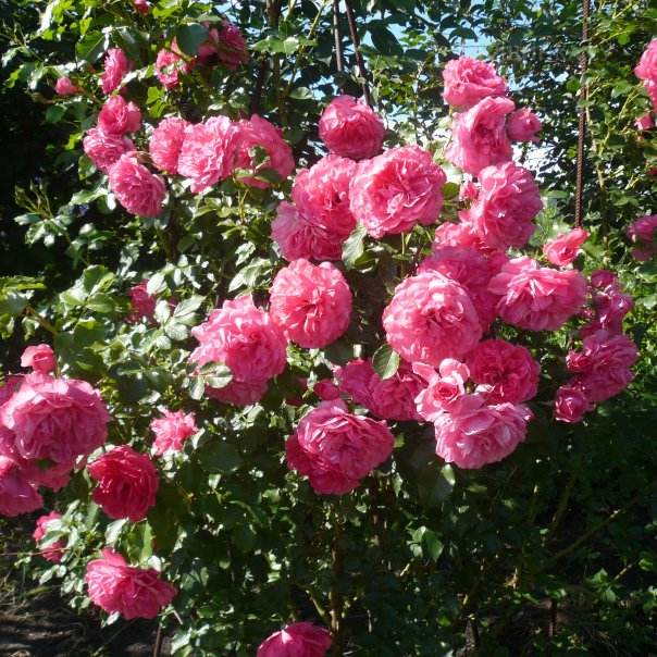 превью изображения отзыва