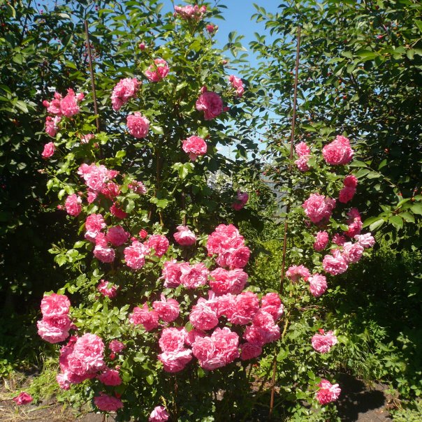 превью изображения отзыва