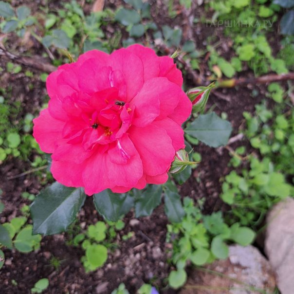 превью изображения отзыва