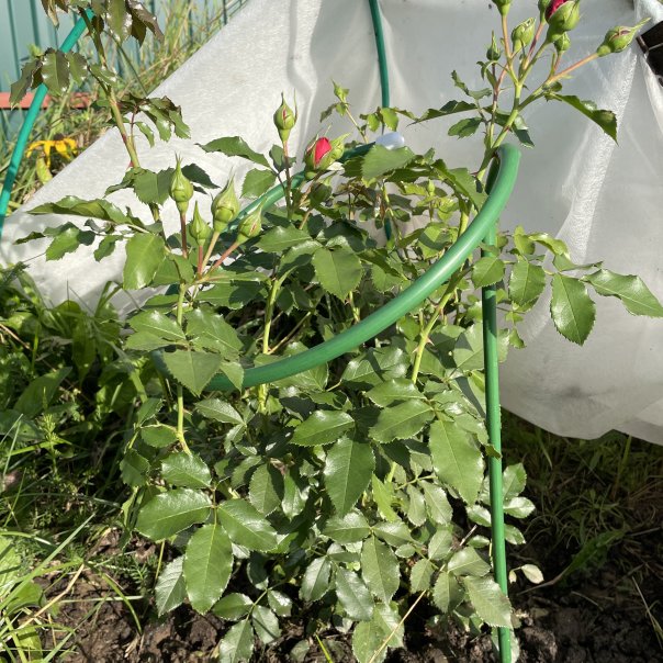 превью изображения отзыва