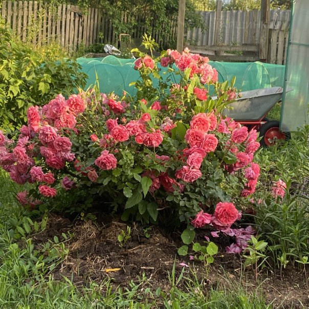 превью изображения отзыва