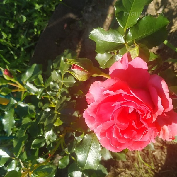 превью изображения отзыва