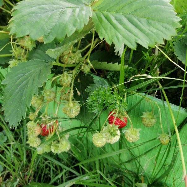 превью изображения отзыва