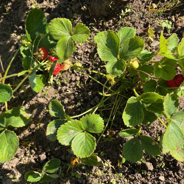 превью изображения отзыва